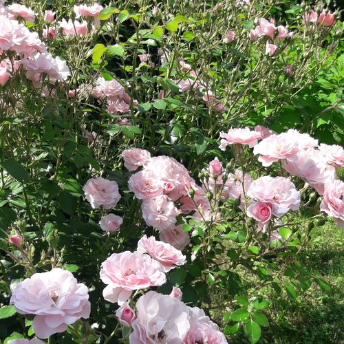 Bledě růžová - Stromkové růže, květy kvetou ve skupinkách - stromková růže s keřovitým tvarem koruny